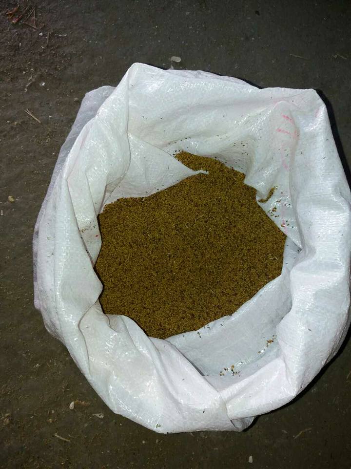 Seme lucerke u džaku