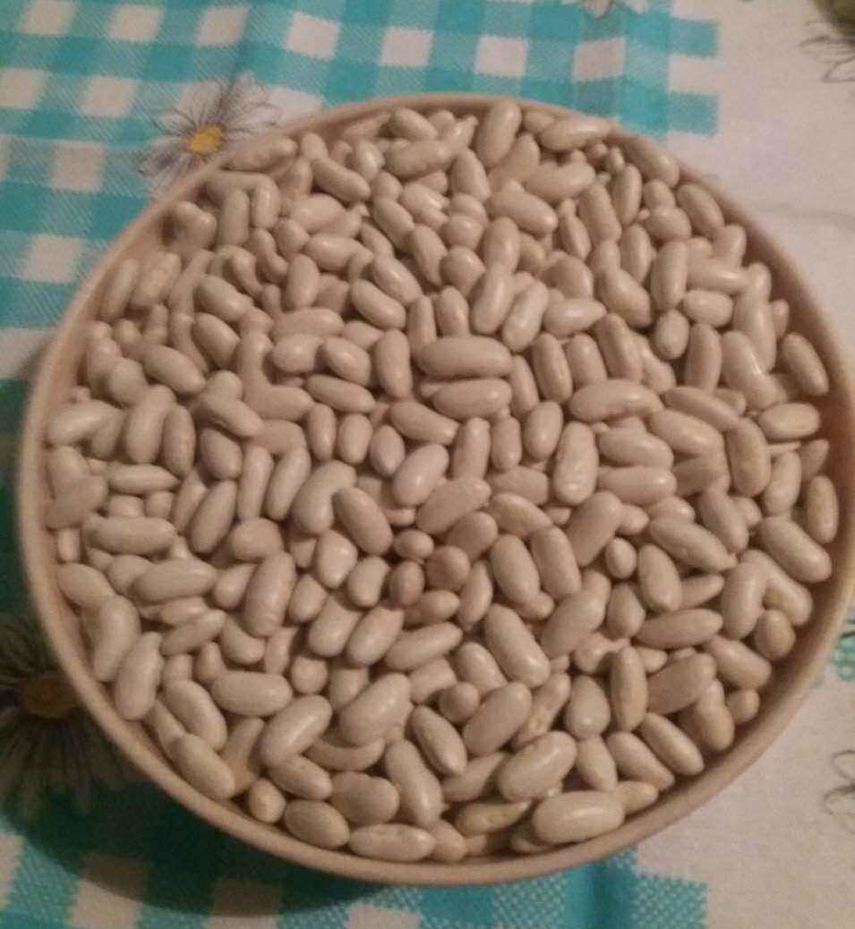 Beli pasulj gradištanac